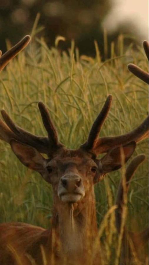 L'Hotie De Broceliande, Au Coeur Des Sites Naturels Et Legendaires Paimpont Dış mekan fotoğraf