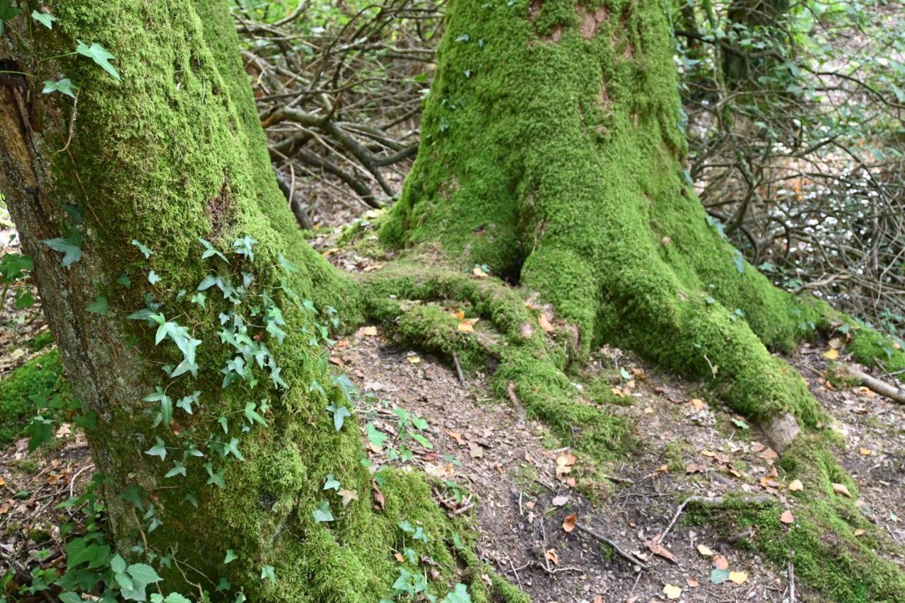 L'Hotie De Broceliande, Au Coeur Des Sites Naturels Et Legendaires Paimpont Dış mekan fotoğraf